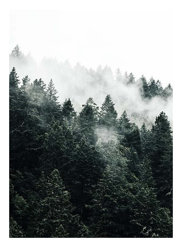 Prints - Pine Tree In The Fog Print (30x40 cm) - Nature prints