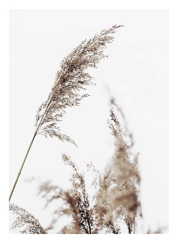 Grass Affiche (30x40 cm) - Photographies