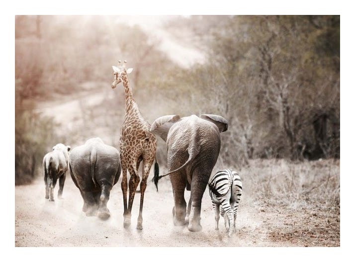 Friendship Plakat (21x30 cm)- Fotografia