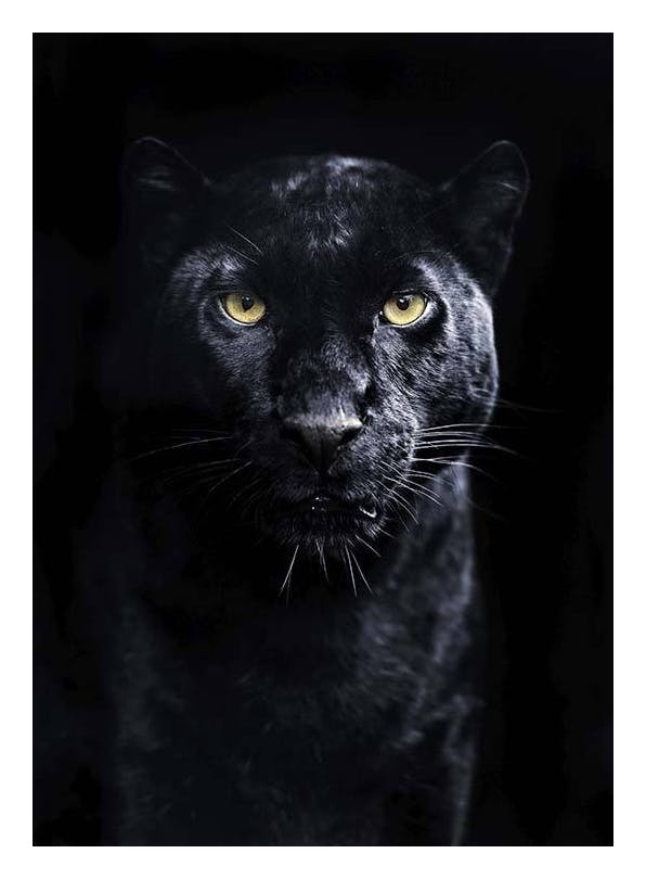 Panther Poster (21x30 cm)- Poster con fotografie