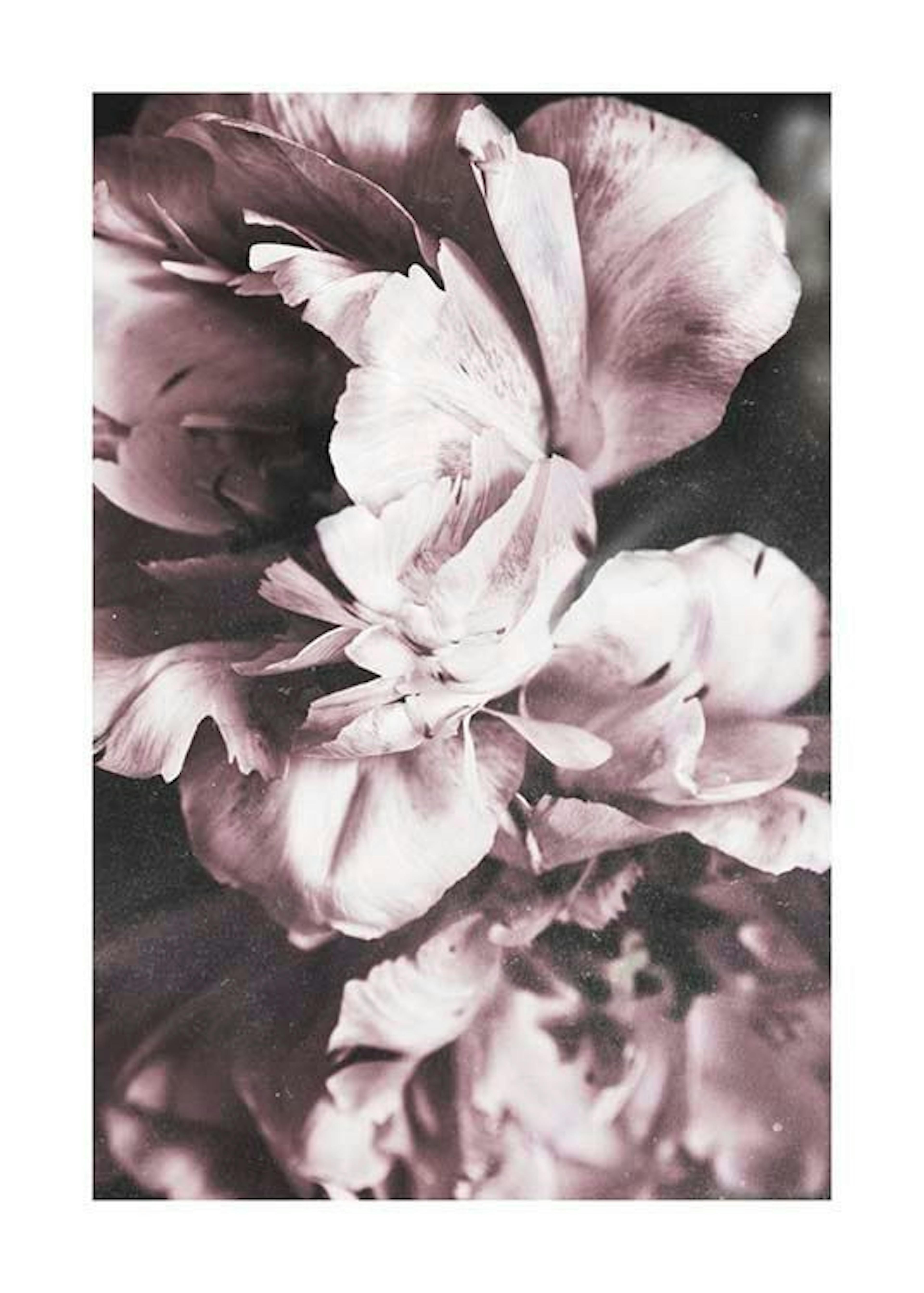 Tulip Dream Plakat 0