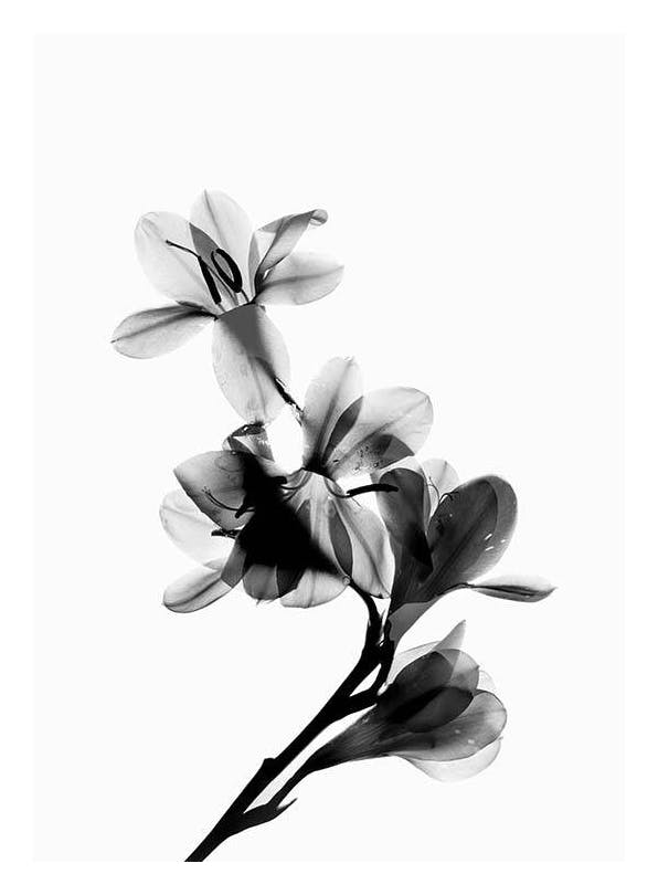Scanned Flower Poster (50x70 cm)