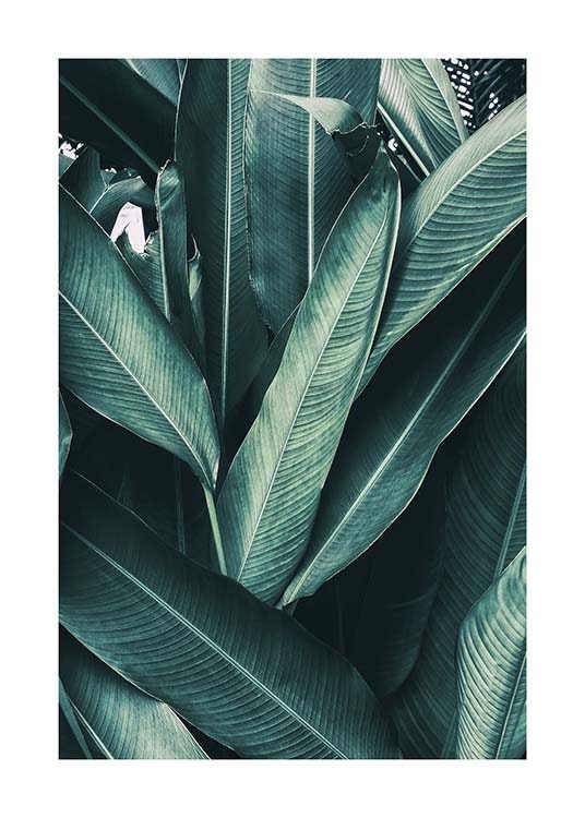 Tropical Leaves No1 Poster 0