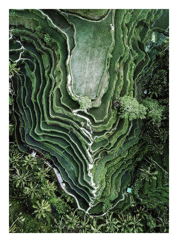Rice Terraces Plakat (50x70 cm)