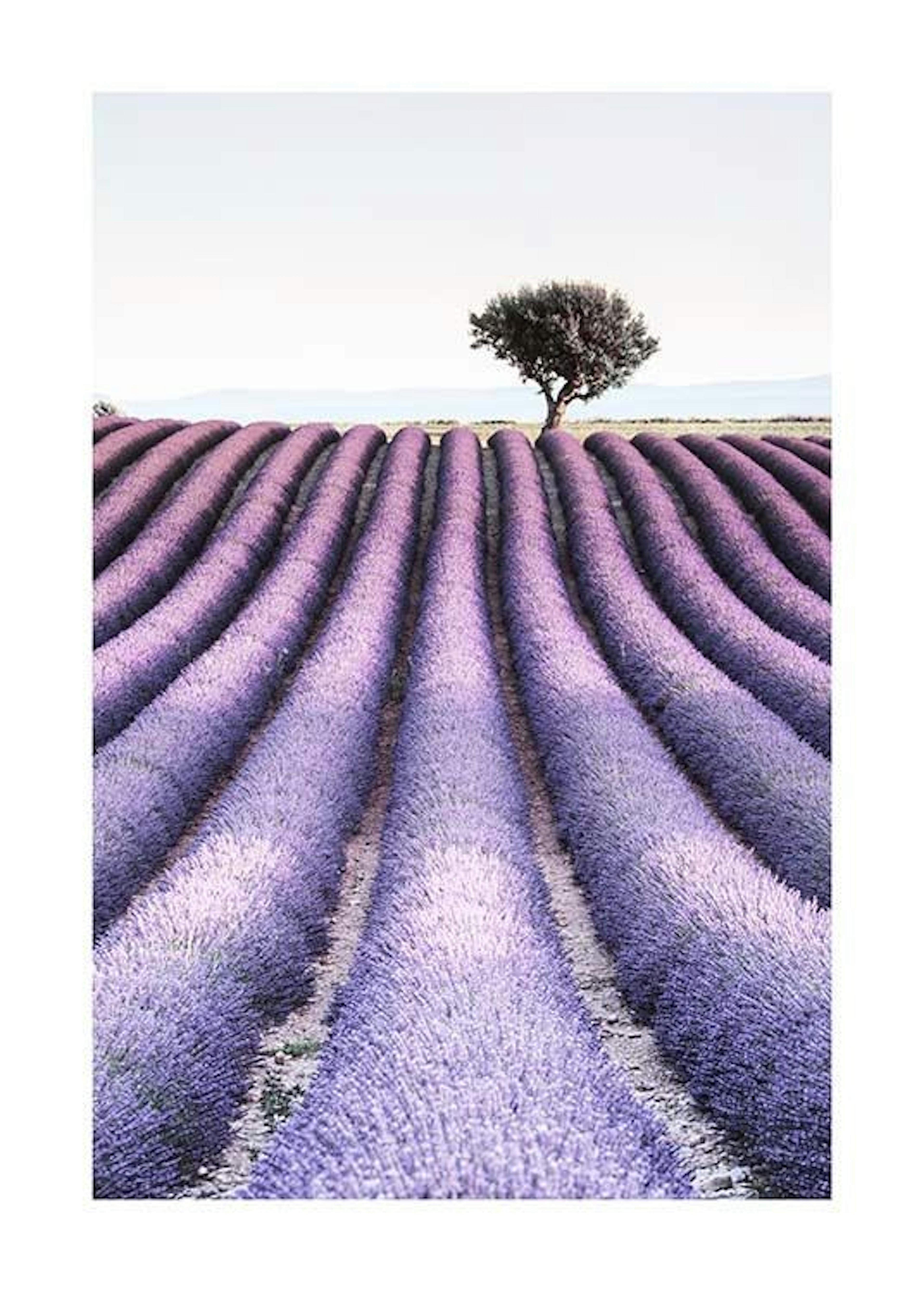 Provence Print 0