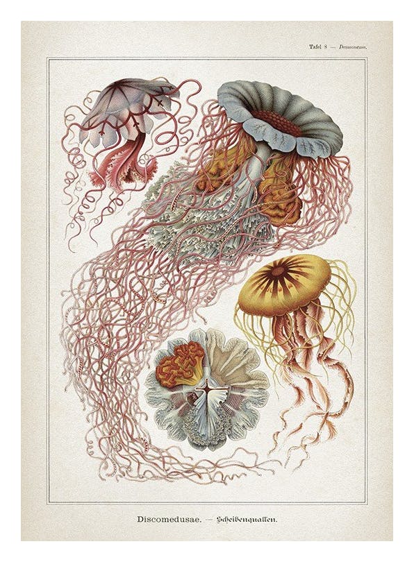 Vintage Print Collection No1 Print (30x40 cm)- Vintage posters