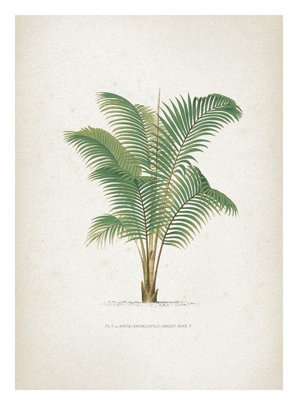 Vintage Print Collection No4 Print (30x40 cm)- Vintage posters