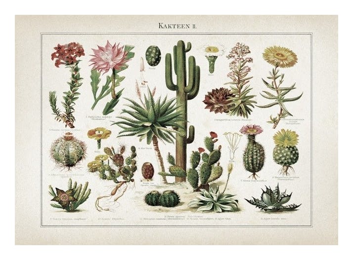 Vintage Print Collection No6 Poster (50x70 cm) - Vintage posters