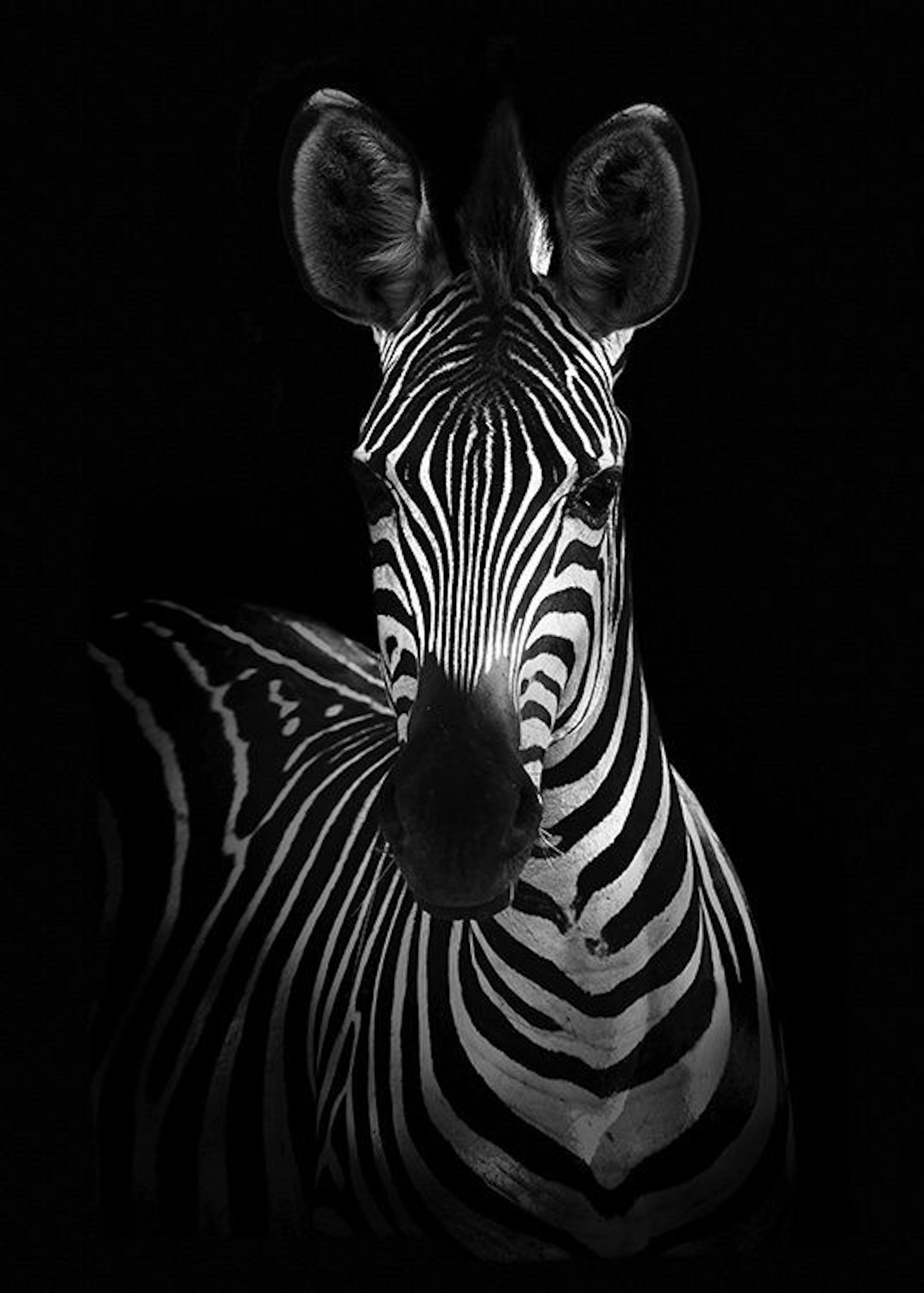 Zebra on Black Poster 0