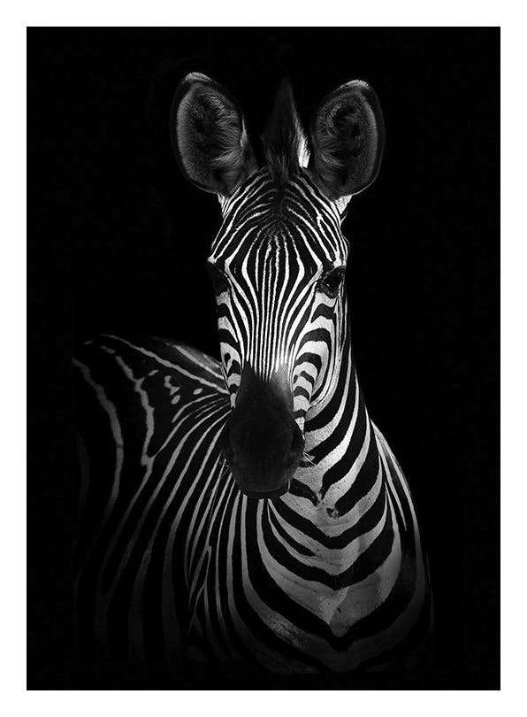 Zebra on Black Plakat (50x70 cm)- Czarno-białe plakaty