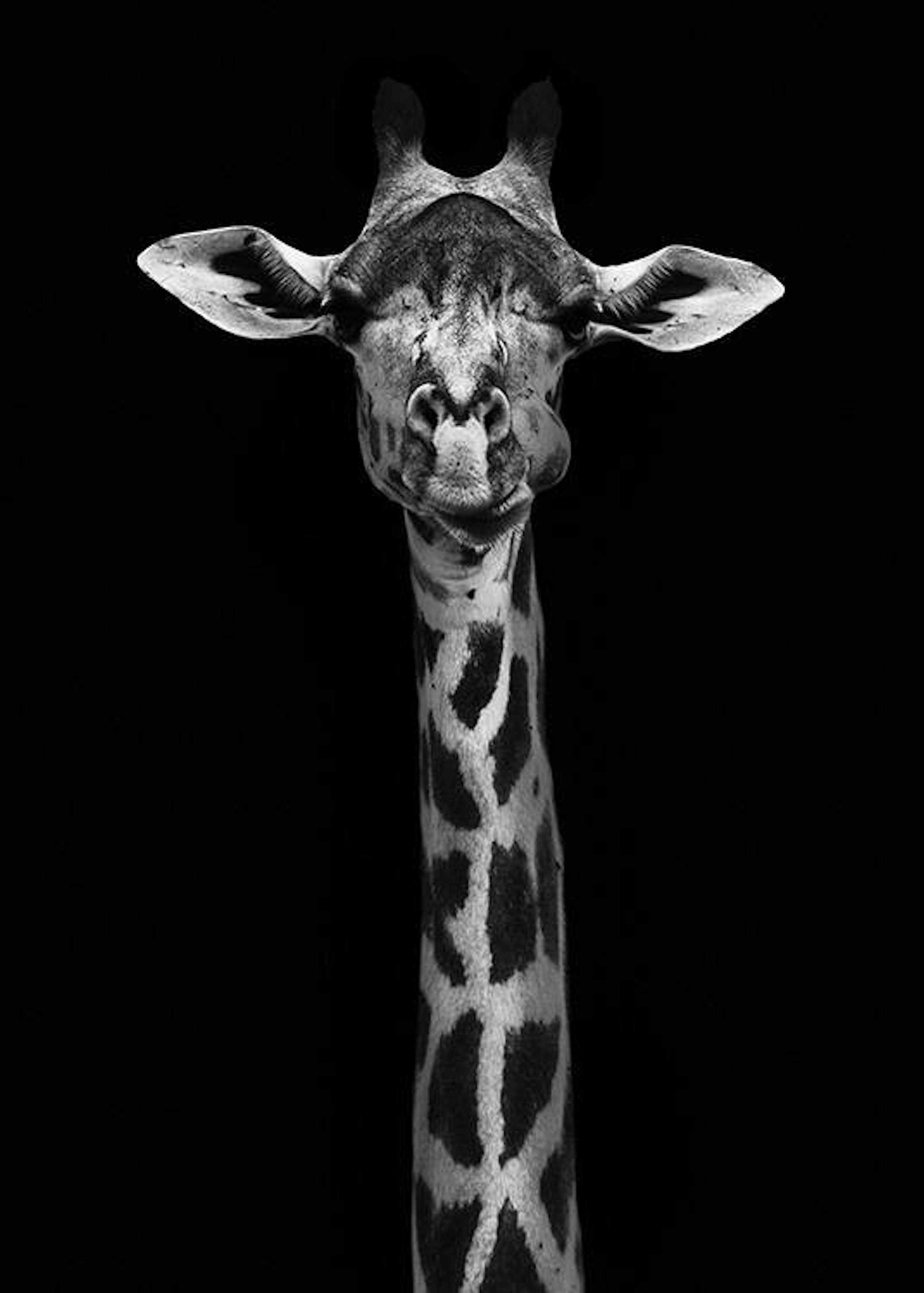 Giraffe on Black Print 0