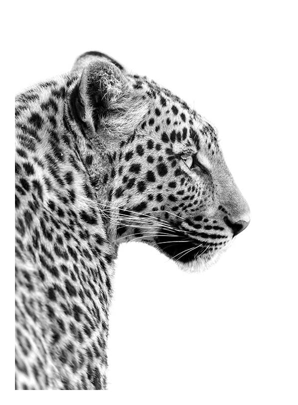 Leopard Profile Poster (30x40 cm) - Schwarz-Weiß-Bilder