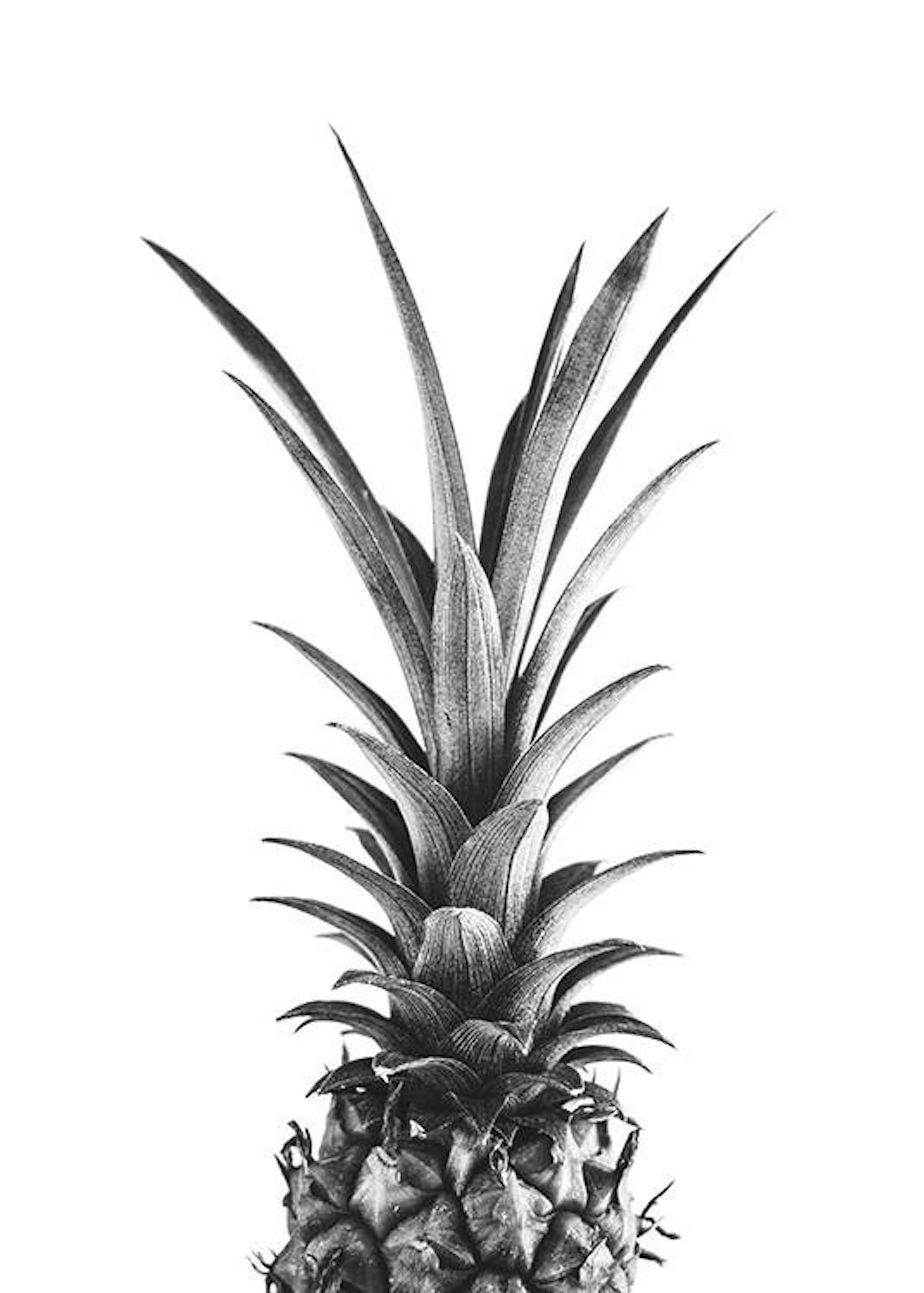 Pineapple B&W Poster 0