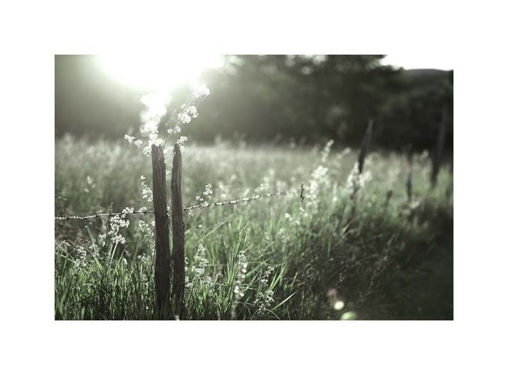 Fence on Flower Field Affiche (30x40 cm)  Nature