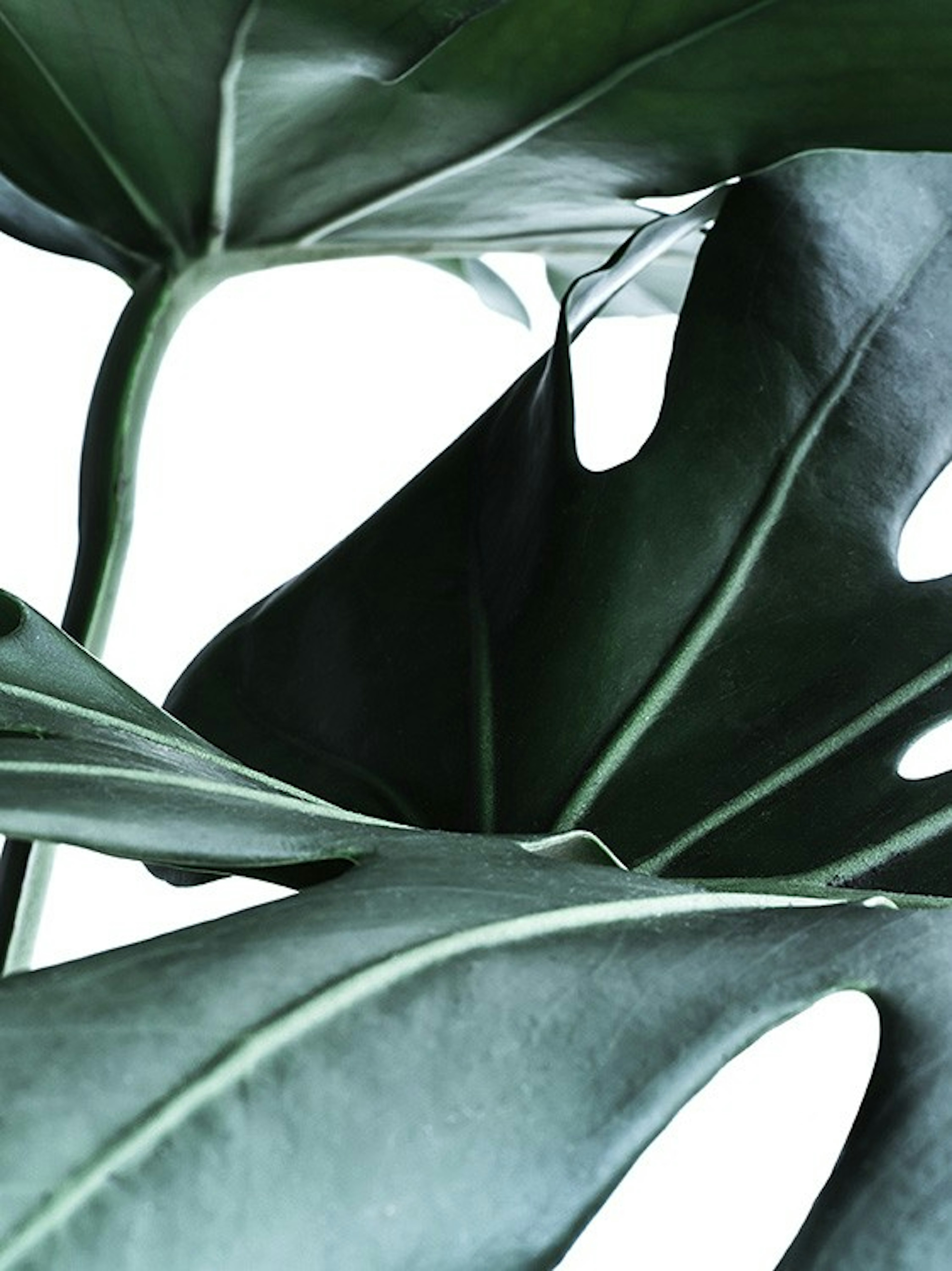 Big Monstera No.1 Poster 0