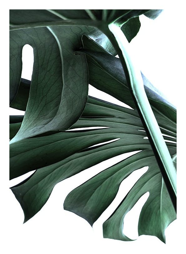 Big Monstera No.2 Poster (50x70 cm)