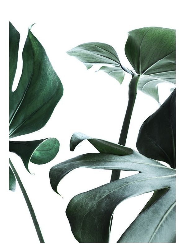 Big Monstera No.3 Poster (40x50 cm)