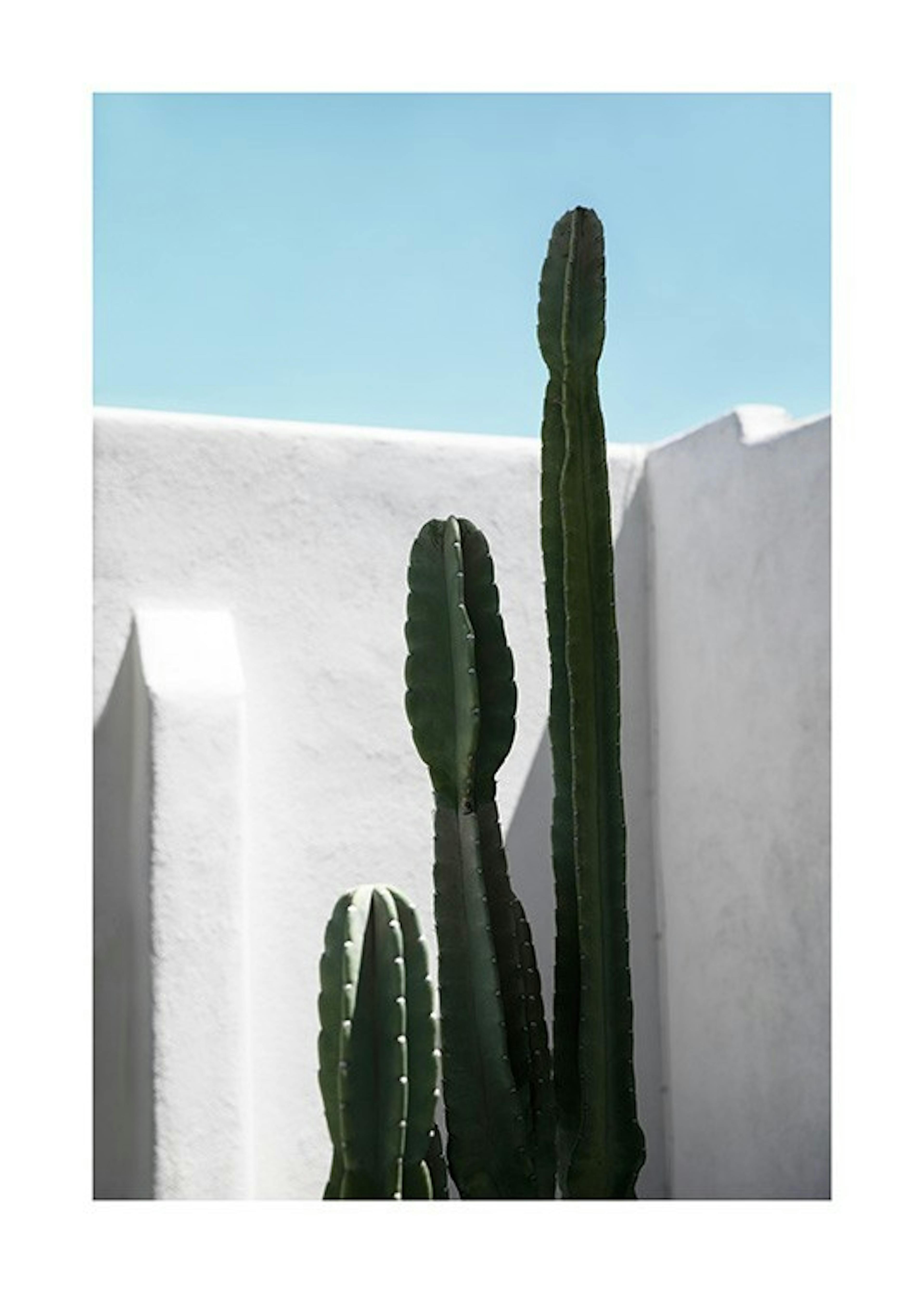 Cactus Wall Poster 0