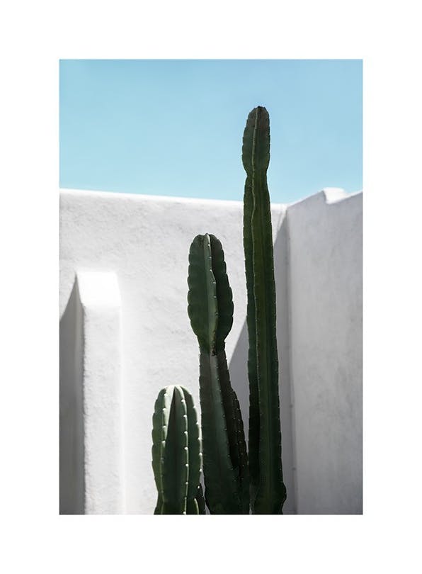 Cactus Wall Plakat (50x70 cm)