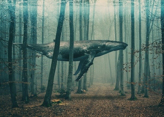 Whale in Forest Poster 0