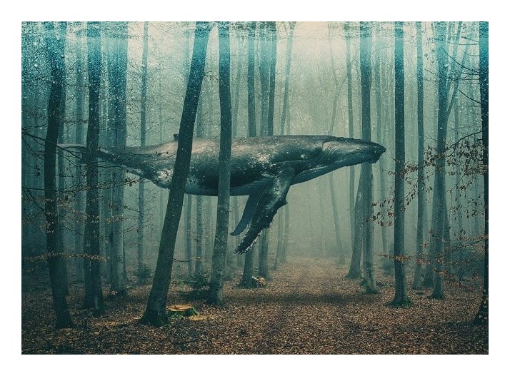 Whale in Forest Plakat (70x100 cm) - Natur plakater