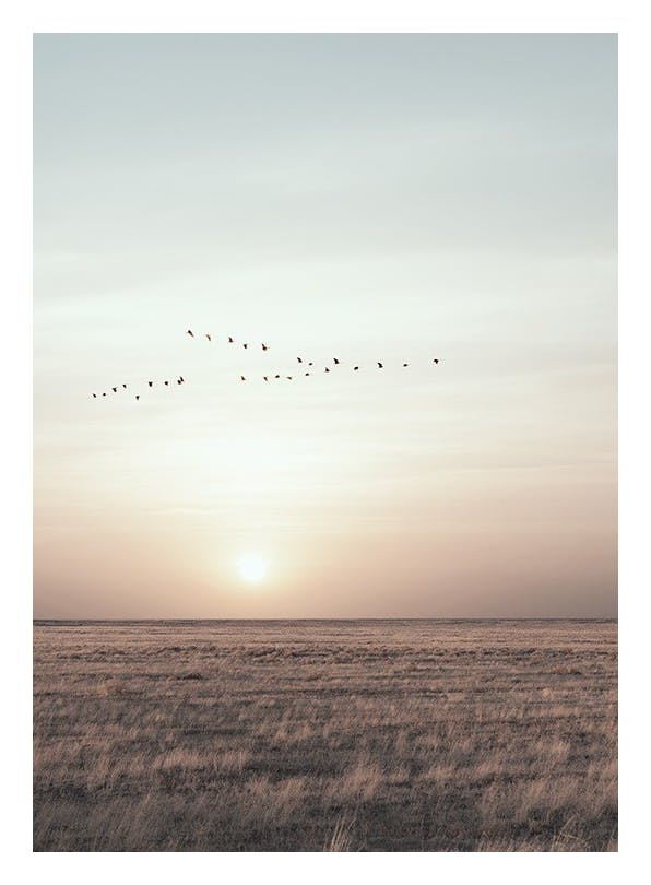 Field Sunset With Birds Plakat (50x70 cm)- Zdjęcia natury