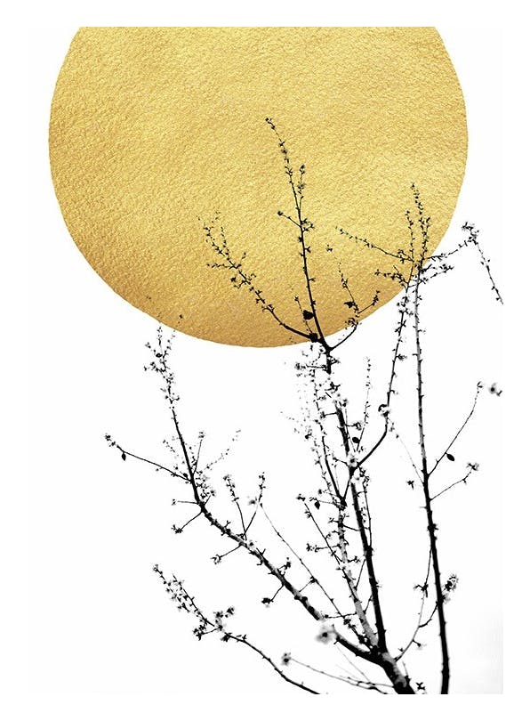 Prints - Boris Draschoff / Kubistika - Sunshine of My Life Print (40x50 cm) - Botanical prints