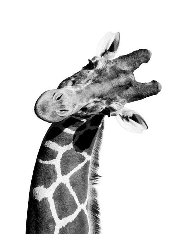 Giraffe Portrait 포스터 0