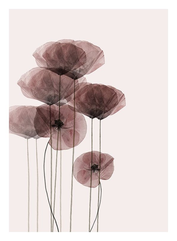 Poppy Bunch Plakat (50x70 cm)- Fotografia