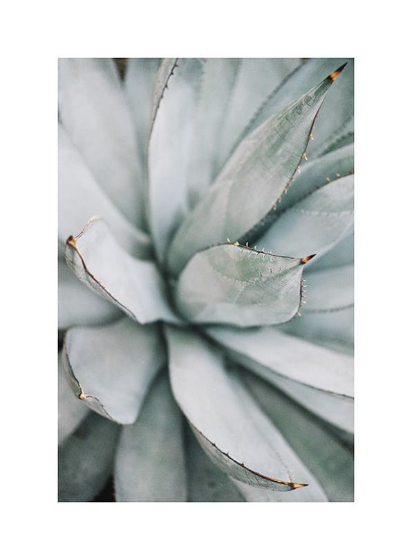 Aloe Vera Close Up Plakat (50x70 cm)- Fotografia
