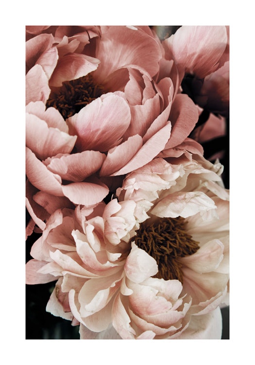 Coral Sunset Peony Affiche 0