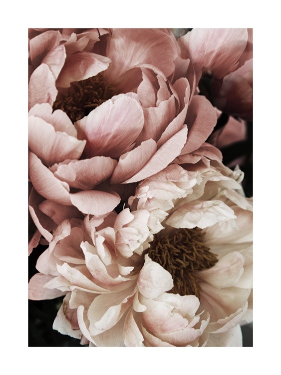 Coral Sunset Peony Poster 0