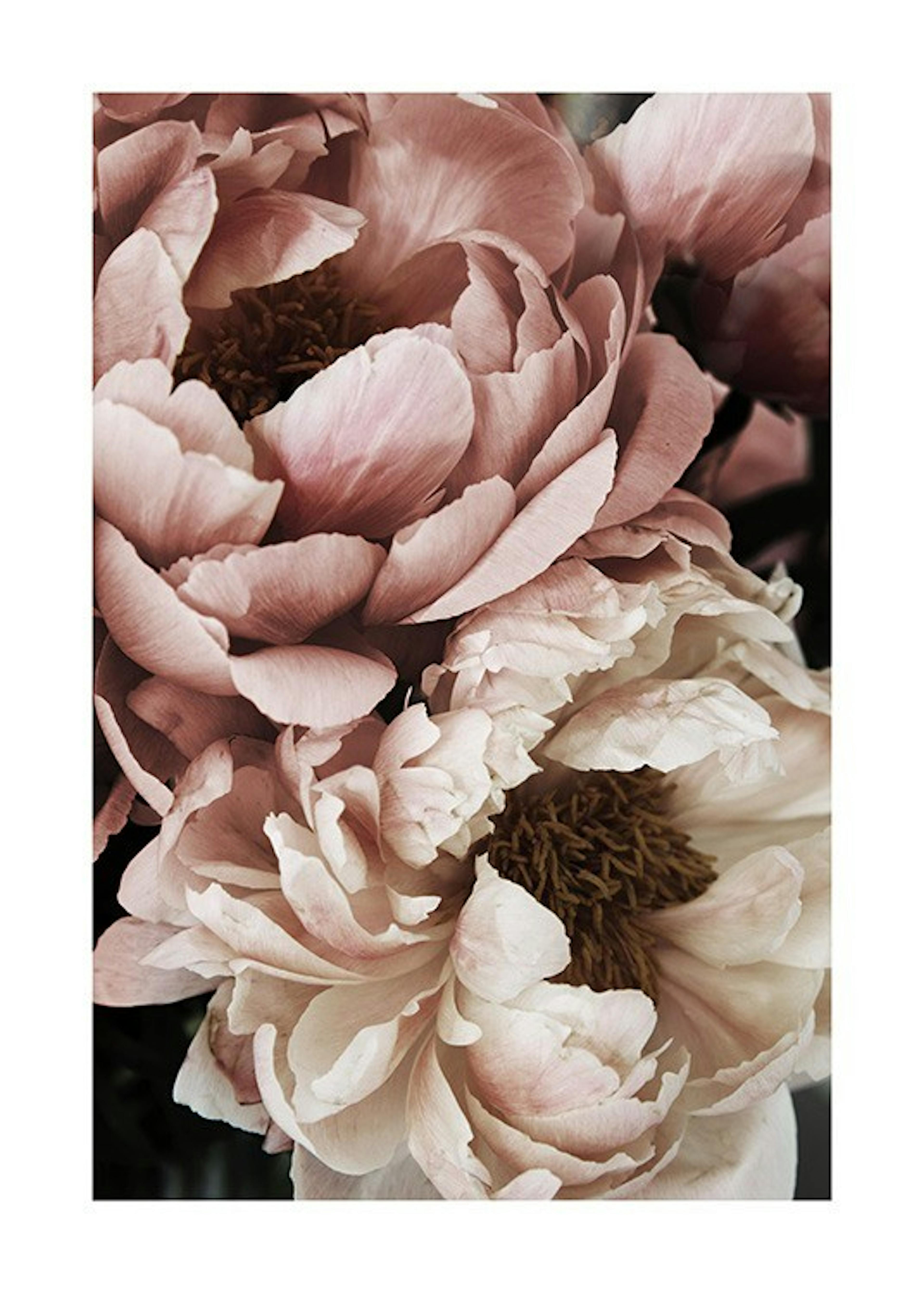Coral Sunset Peony Poster 0