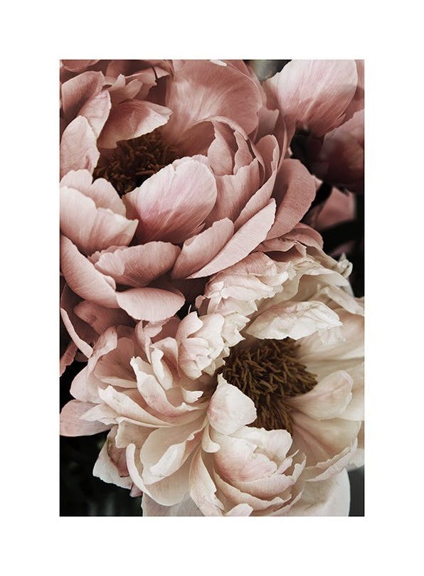 Coral Sunset Peony Poster (30x40 cm)