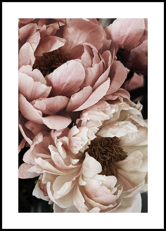 Coral Sunset Peony Poster