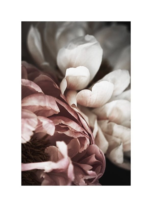 Pink and White Peony Poster (30x40 cm)
