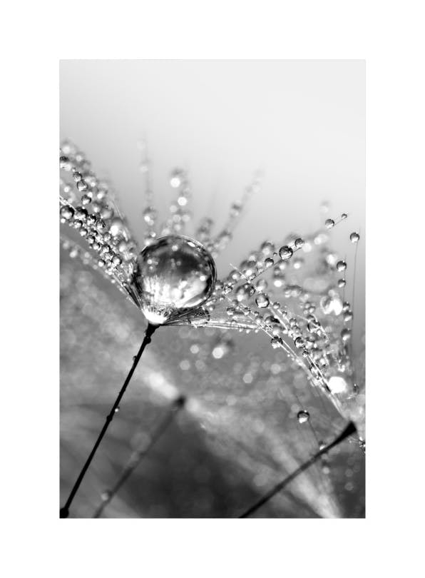 Dandelion Dew Plakat (30x40 cm)- Czarno-białe plakaty