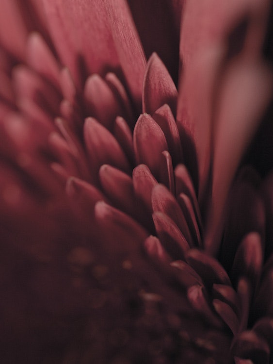 Burgundy Flower Close Up Plagát 0