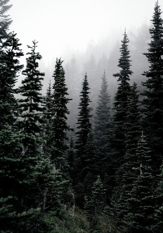 Foggy Woods Juliste 0