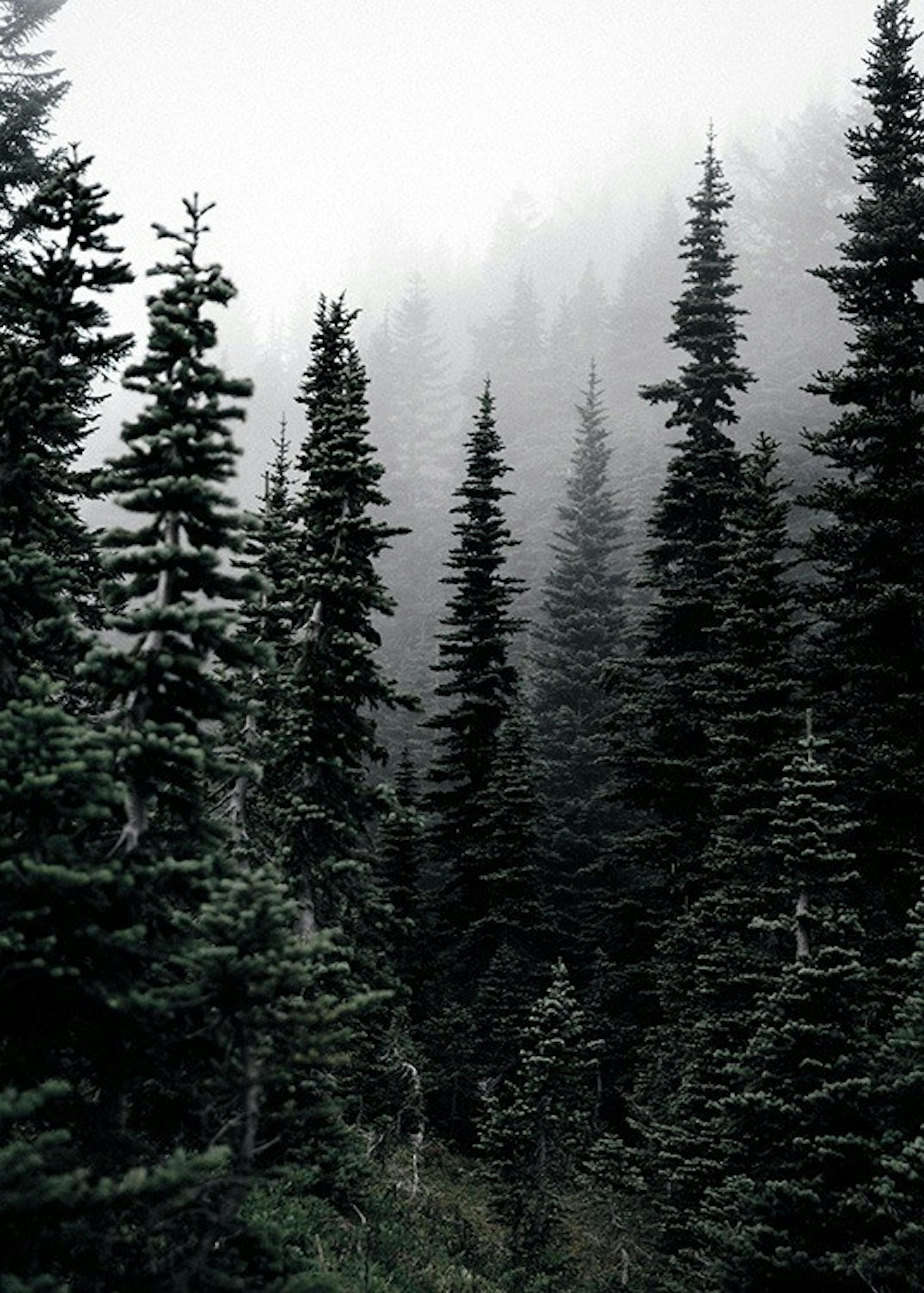Foggy Woods Print 0