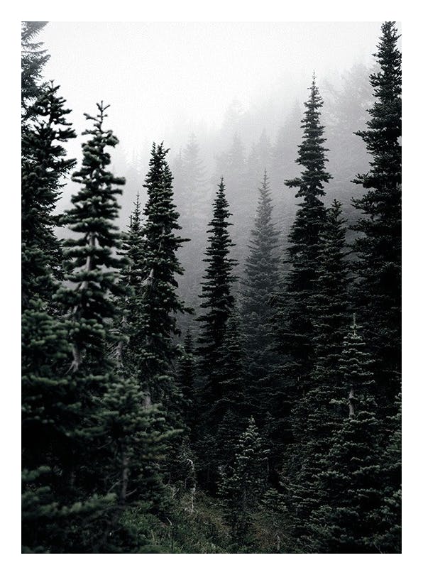Foggy Woods Plakat (40x50 cm)- Zdjęcia natury