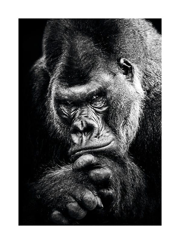 Gorilla Poster (30x40 cm)- Quadri e poster in bianco e nero