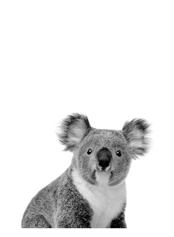 Koala Poster (30x40 cm) - Zwart wit posters