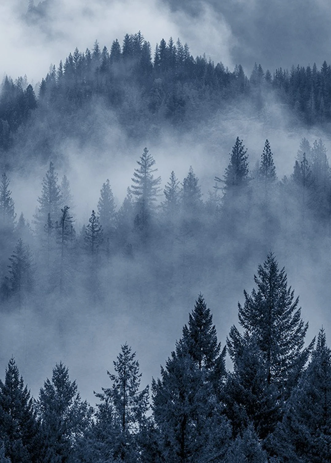 Metsäkuvat | Julisteet kuvilla metsästä| Desenio.fi