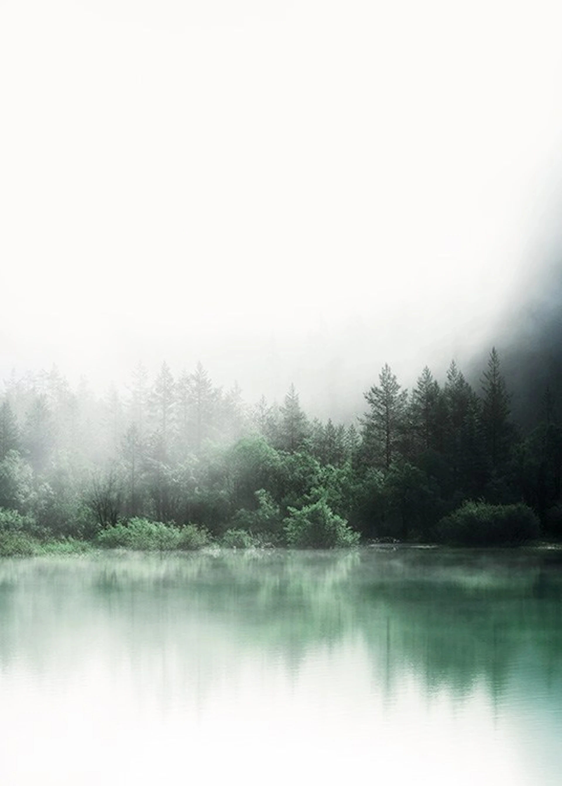 Metsäkuvat | Julisteet kuvilla metsästä| Desenio.fi