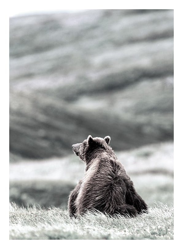 Thinking Bear Poster (50x70 cm) - Natuur posters