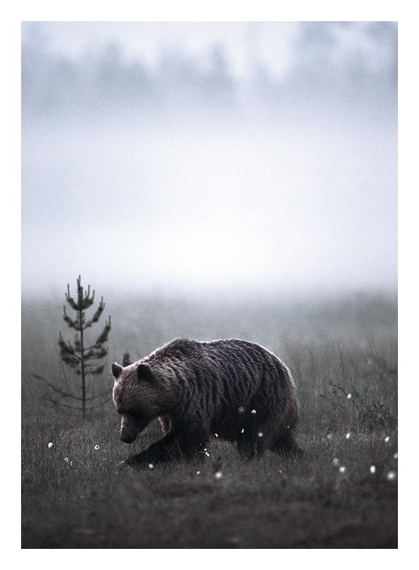 Prints - Meadow Bear Print (50x70 cm) - Animal art prints
