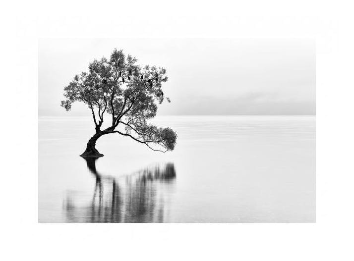 Lonely Wanaka Tree Poster (21x30 cm)- Quadri e poster di natura