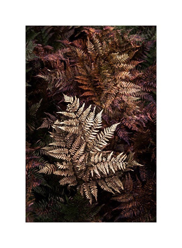 Golden Fern Affiche (50x70 cm) - Photographies