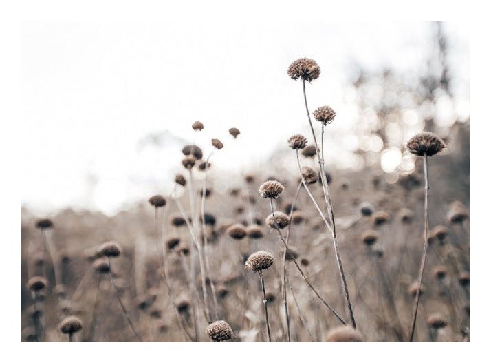Monochrome Flowers Poster (30x40 cm)